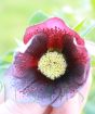 Red hellebore flower close up