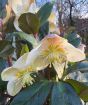 Large White Hellebore