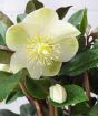 Large White Hellebore