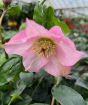 Pink Rosemary Hellebore