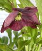 Purple hellebore, close up