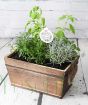 Make your herb planter festive