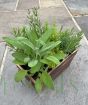 Wooden Herb Planter      