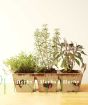 Herb Trio 
