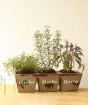 Herb Trio 