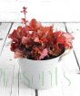 Red heuchera