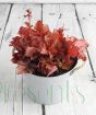 Forever Red heuchera