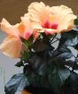 Apricot Hibiscus