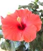 Red hibiscus flower