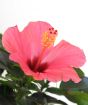 Dark pink hibiscus flower