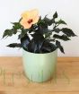 Yellow Hibiscus in green pot