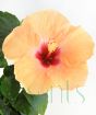 Close up of orange hibiscus