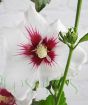 Close up of hardy Hibiscus flower