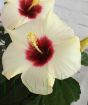close up of cream hibiscus