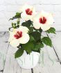 Hibiscus                 
