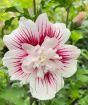 Hardy Hibiscus 'Starburst Chiffon'