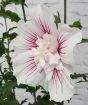 Hardy Hibiscus Starburst Chiffon