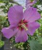 Hardy Hibiscus pink flower