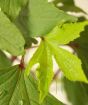 Edible Hibiscus Leaf