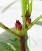 Edible Hibiscus