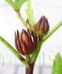 hibiscus sabdariffa buds 2025