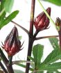 Edible Hibiscus