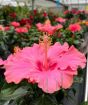 Hibiscus                 