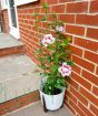Hardy Hibiscus
