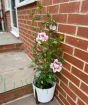 Hardy Hibiscus      