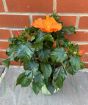 hibiscus orange patio