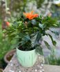 Hibiscus with Orange Flowers