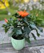 Hibiscus on a patio table