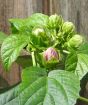 Hardy Hibiscus      