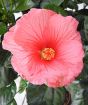 Topiary Hibiscus           