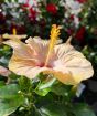 Hibiscus peach colour