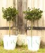 Holly trees in metal pails