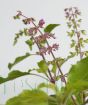 Holy Basil Flowers