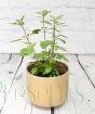 Holy Basil in Gold ceramic pot