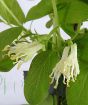 March Honeyberry flowers 