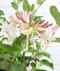 Strawberries and cream flower