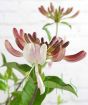 Close up of patio honeysuckle flower