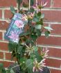 Honeysuckle              