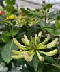 fragrant honeysuckle in the nursery