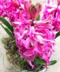 Pink hyacinth flower