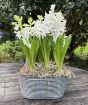 Vintage Hyacinth in flower