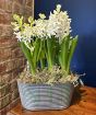 Vintage Hyacinths        