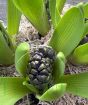 Vintage Hyacinths        