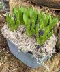 Vintage Hyacinth planter