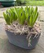 Vintage Hyacinths        