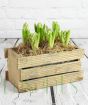 Hyacinth box